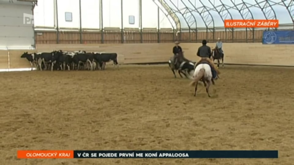 2. 10. 2017 ZPRÁVY: V ČR SE POJEDE PRVNÍ ME KONÍ APPALOOSA
